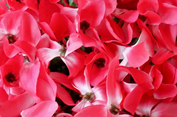 Pétalo de pétalos de flores — Foto de Stock