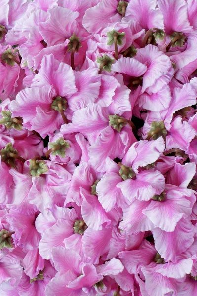 Petal of flower petals — Stock Photo, Image