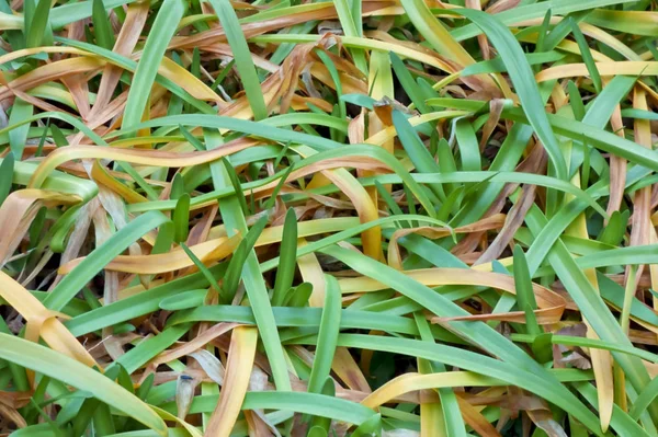 Stängelkraut — Stockfoto