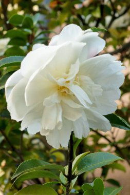 Yol kenarında parlak çiçekler