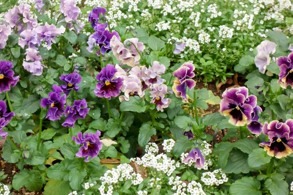 Prachtige bloemenpatroon — Stockfoto