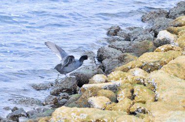 Deniz deniz kuşları yüzen