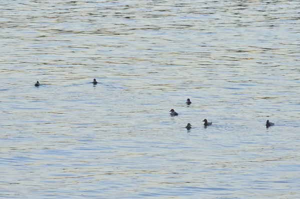 Водные птицы играют на поверхности моря — стоковое фото
