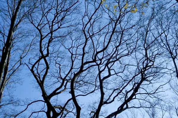 겨울 하늘에 빛나는 나뭇가지 — 스톡 사진