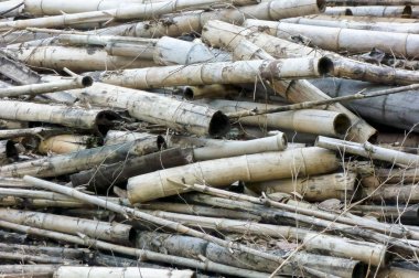 Terk edilmiş bambu atılır