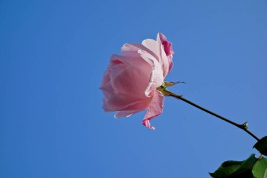 Mavi gökyüzünde parlayan bir yüzük pembe gül çiçek