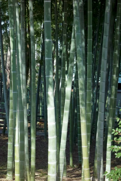 Bosque Bambú Verde Vivo Exuberante —  Fotos de Stock