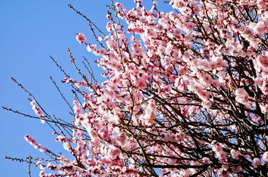 Mavi gökyüzünde göz alıcı beyaz Erik çiçekleri