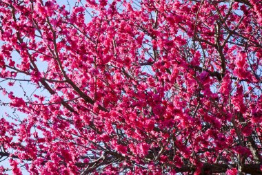 Mavi gökyüzünde parlayan parlak kırmızı Erik çiçekleri