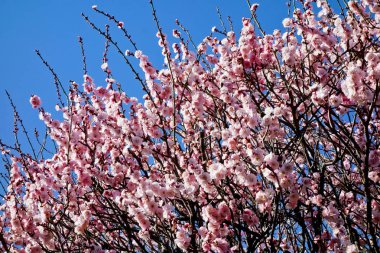 Mavi gökyüzünde göz alıcı beyaz Erik çiçekleri