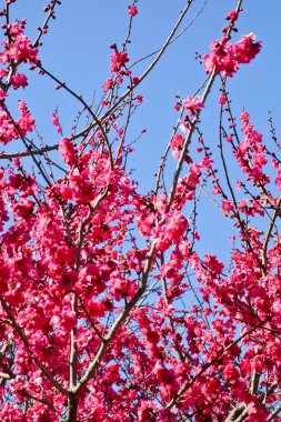 Mavi gökyüzünde parlayan parlak kırmızı Erik çiçekleri