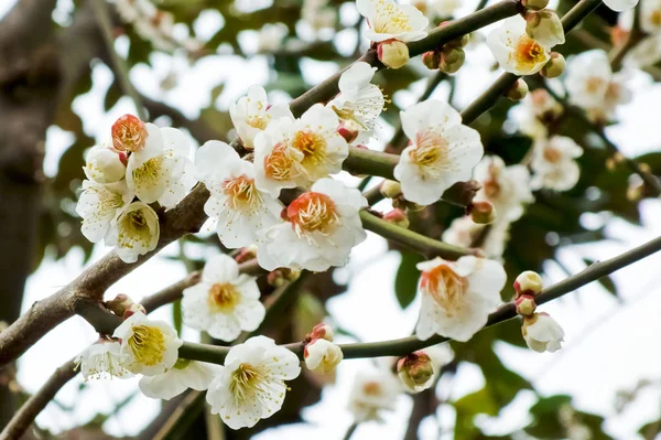 White Flower Petals Full Bloom — Stock Photo, Image