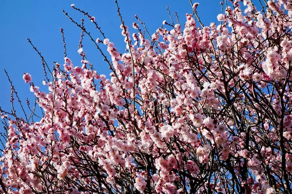 Mavi gökyüzünde göz alıcı beyaz Erik çiçekleri