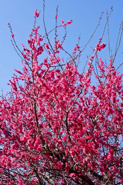 青い空に輝くきらびやかな赤い梅の花 — ストック写真