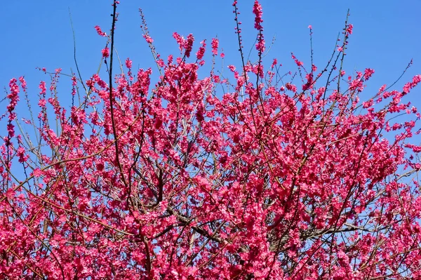 青い空に輝くきらびやかな赤い梅の花 — ストック写真