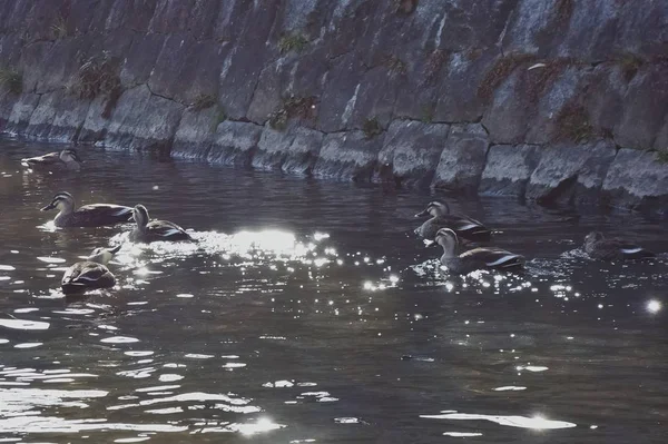 水禽在河里玩耍 — 图库照片