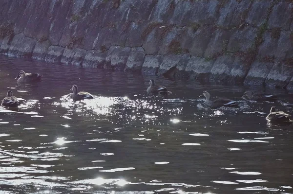 川で遊ぶ水鳥 — ストック写真