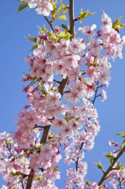 Zarif ve görkemli kiraz çiçekleri
