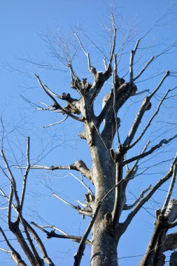 Tuğla duvarına Rüzgar ve kar nedeniyle uzun yıllar boyunca kırdı