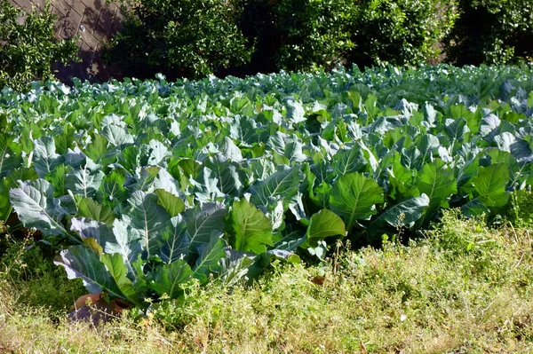 Pattern Flourishing Cabbage Field — Stock Photo, Image