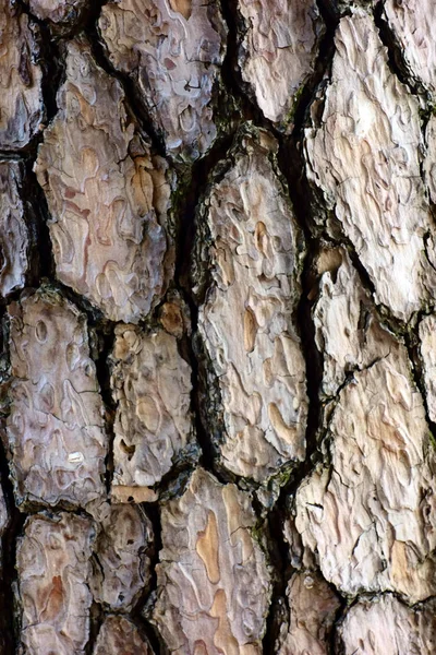 Kieferoberfläche Nach Oben — Stockfoto