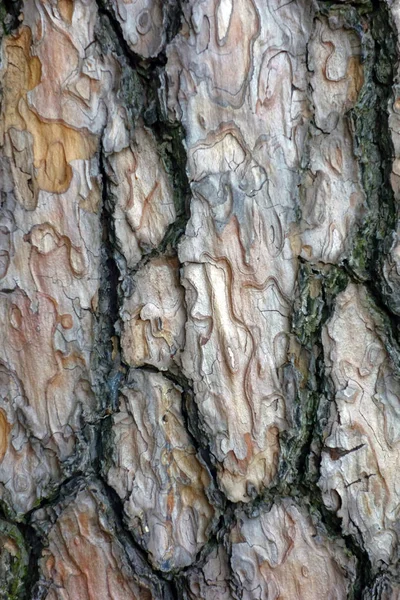 Kieferoberfläche Nach Oben — Stockfoto