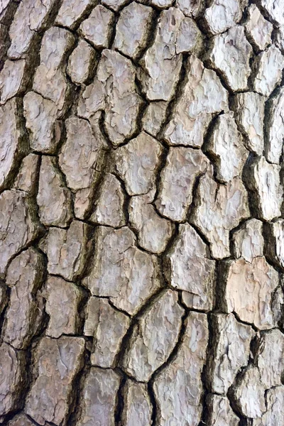 松の木の表面 — ストック写真