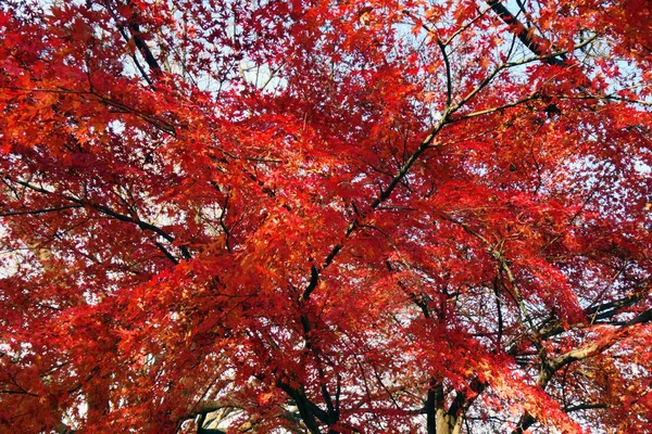 Superbes Feuilles Érable Automne — Photo