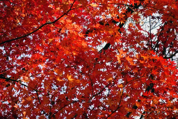 Nádherné Podzimní Listy Javoru — Stock fotografie