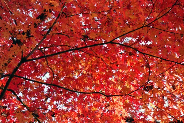 Nádherné Podzimní Listy Javoru — Stock fotografie