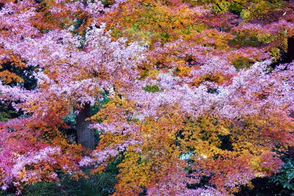 Listy Barvené Podzimních Listech — Stock fotografie