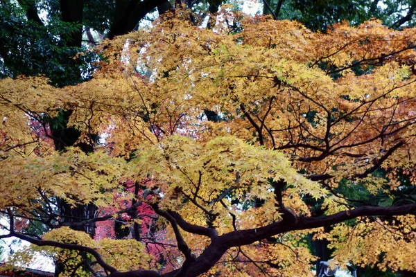 Listy Ginkgo Barvené Podzimních Listech — Stock fotografie