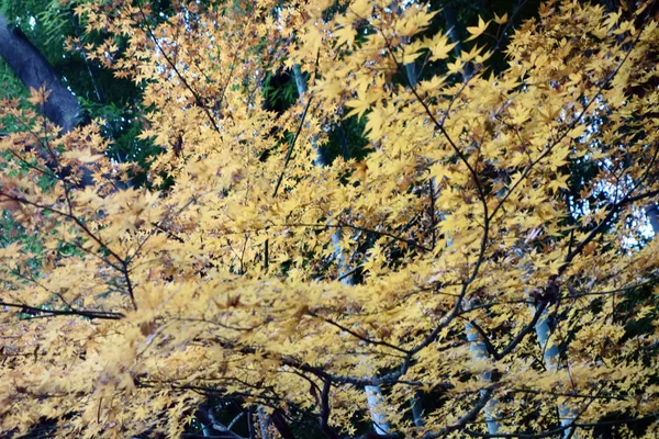 Ginkgo Yaprakları Sonbahar Yapraklarıyla Boyanmış — Stok fotoğraf