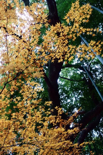 Listy Ginkgo Barvené Podzimních Listech — Stock fotografie