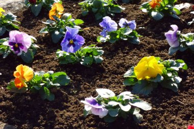 Bahçıvanlık, güzel çiçekler bir çiçek tarlasına dikilmiş.