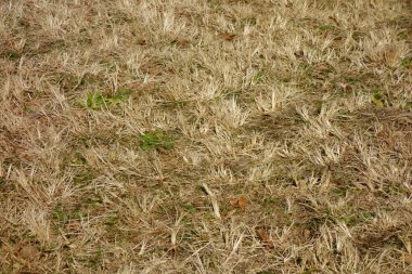 Kış kurumuş üzgün çimenler