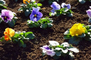 Bahçıvanlık, güzel çiçekler bir çiçek tarlasına dikilmiş.