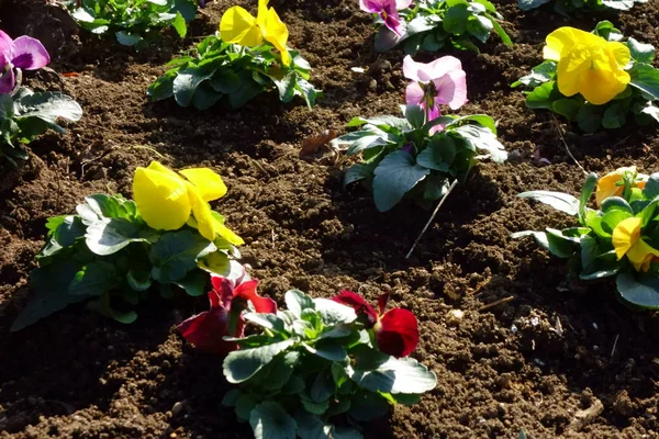 Jardinería Bonitas Flores Plantadas Parterre — Foto de Stock