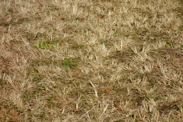 Trockenes Verdorrtes Gras — Stockfoto