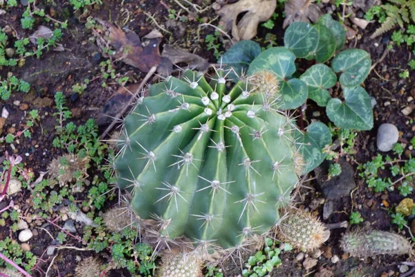 Alkalmi Imádnivaló Kaktusz Mellett — Stock Fotó