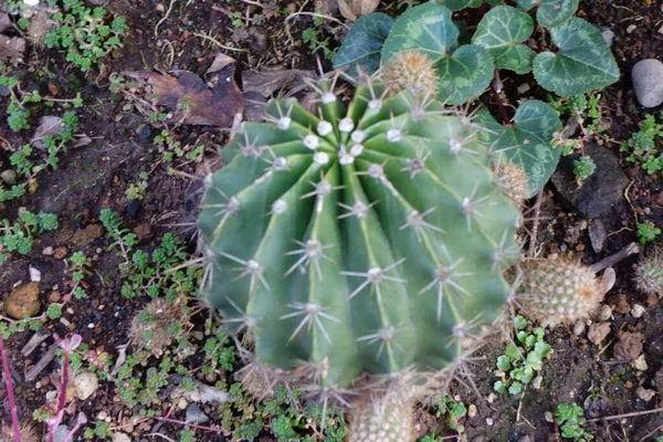 Cactus Casual Adorable Lado Carretera — Foto de Stock
