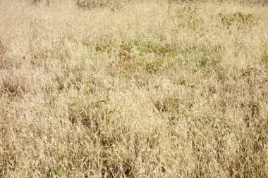 Vahşi doğa kışın solmuş.