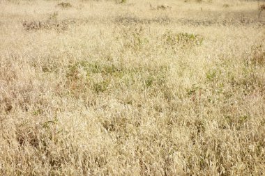 Vahşi doğa kışın solmuş.