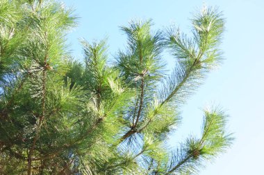 Çam yaprakları gün ışığında parlıyor.                               