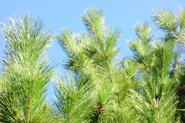 Çam yaprakları gün ışığında parlıyor.                               