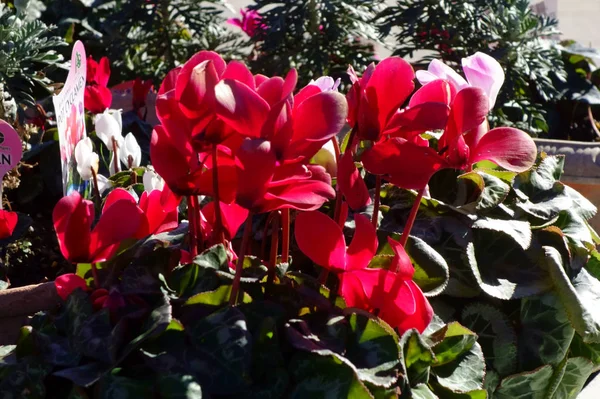 Fleurs Brillantes Gracieuses Colorées Dans Lit Fleurs — Photo