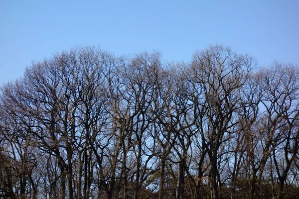 Inverno Árvore Ramo Padrão Brilhando Céu Azul — Fotografia de Stock