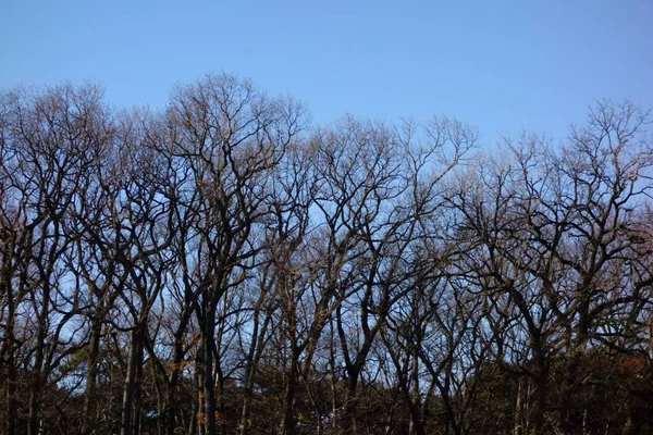 Inverno Árvore Ramo Padrão Brilhando Céu Azul — Fotografia de Stock