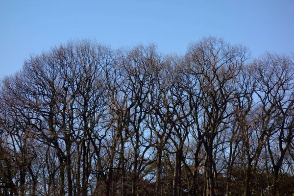 Inverno Árvore Ramo Padrão Brilhando Céu Azul — Fotografia de Stock