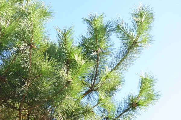 Pine Leaves Sparkling Sunlight — Stock Photo, Image